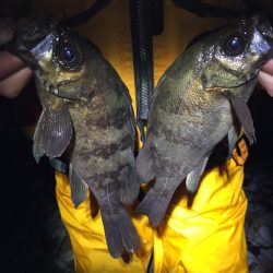 警察学校前のサーフで22㎝のメバル‼️