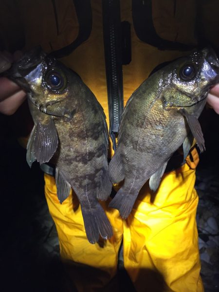 警察学校前のサーフで22㎝のメバル‼️