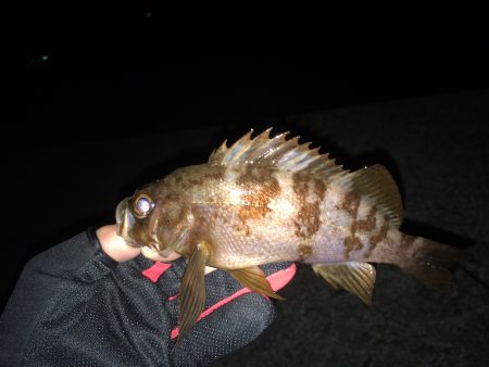 田ノ浦漁港　短時間のメバリング