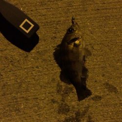 東二見 大潮のメバリング