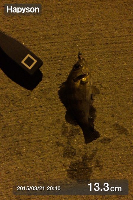 東二見 大潮のメバリング