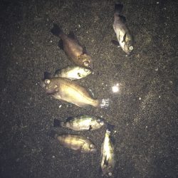 りんくう　真夜中のメバリング