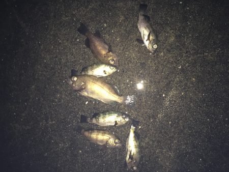 りんくう　真夜中のメバリング