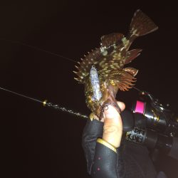 りんくう　久々のメバル調査！