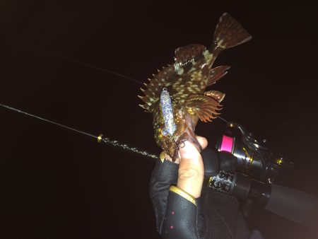 りんくう　久々のメバル調査！