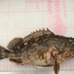 アジ釣れるかな？