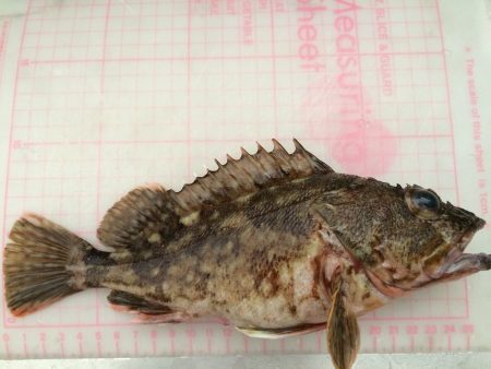 アジ釣れるかな？