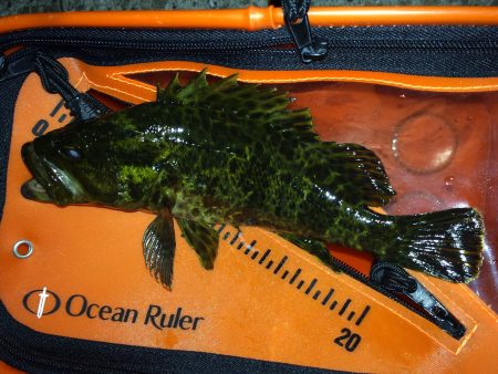 神戸〜垂水ランガン