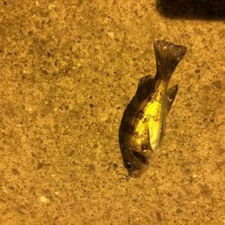 小島漁港でメバリング