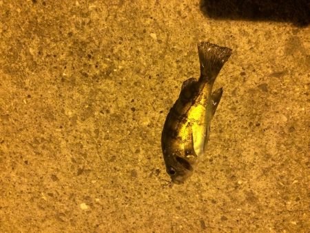 小島漁港でメバリング