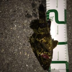 泉南地方ランガン釣行！ タケノコ祭り開催中