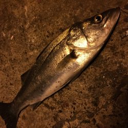 大阪南港シーバス　様子を見に…