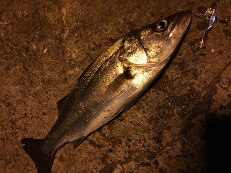 大阪南港シーバス　様子を見に…