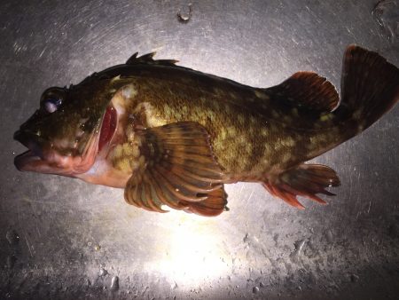 貝塚　久々ガシリング出陣の巻