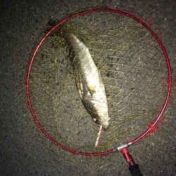 久しぶりの釣りでしたら。