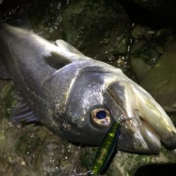紀ノ川河口でランカーシーバス♪