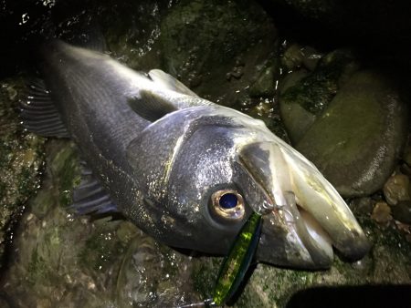 紀ノ川河口でランカーシーバス♪
