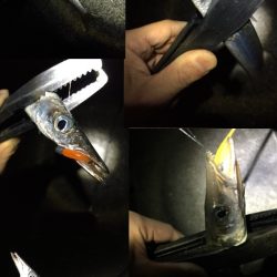 南紀ライトゲームでカマス＆アジ