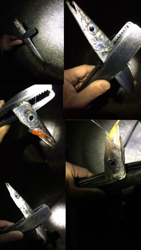 南紀ライトゲームでカマス＆アジ