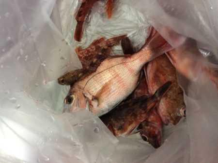 泉南サーフでガシリング‼︎