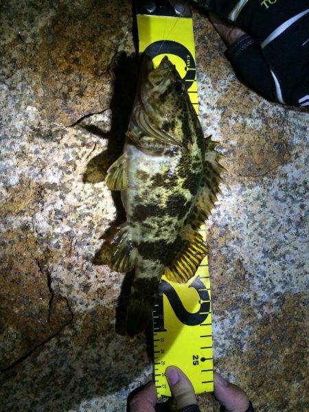 ライトゲームでタケノコ狩り