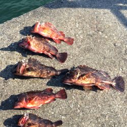 ノッコミ チヌ狙いと 根魚探り