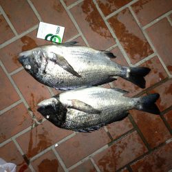 汐見埠頭　ウキふかせ釣りでのチヌ狙い