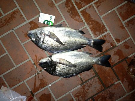 汐見埠頭　ウキふかせ釣りでのチヌ狙い