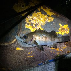 樽井漁港  リッジ35‼︎‼︎