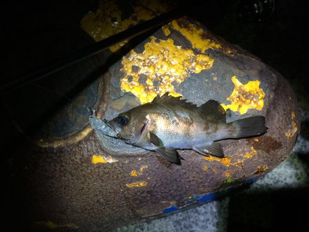 樽井漁港  リッジ35‼︎‼︎