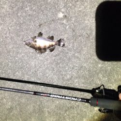 メバリング イン明石