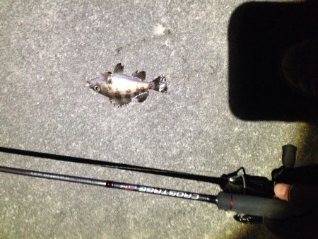 メバリング イン明石