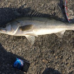 今年初シーバス