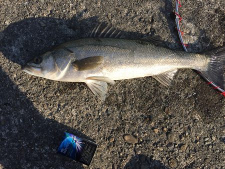 今年初シーバス