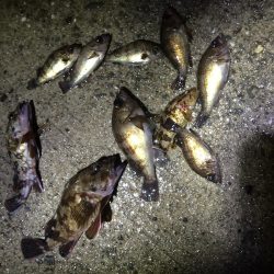 岡田浦河口で22㎝のガシラ‼︎‼︎