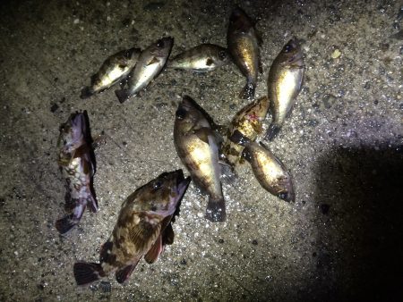 岡田浦河口で22㎝のガシラ‼︎‼︎