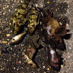 高砂港でMebaring