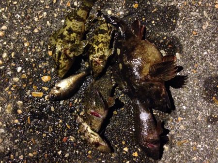 高砂港でMebaring