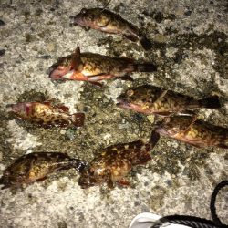 樽井ガシリング