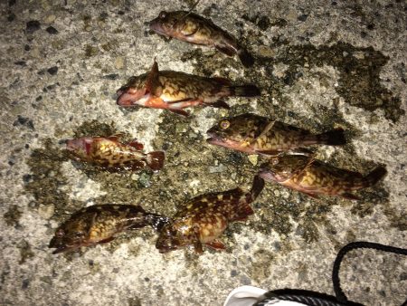 樽井ガシリング