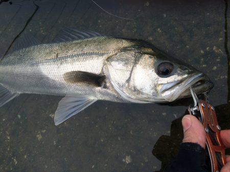 石津 シーバスデイゲーム