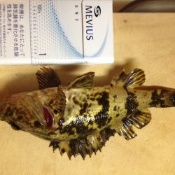 明石港　久々のメバリング釣行！