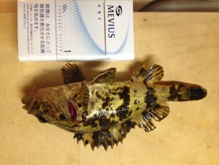 明石港　久々のメバリング釣行！