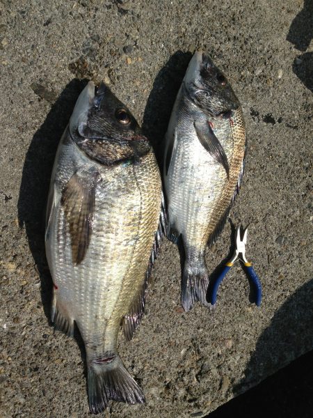 コーンのみのフカセ釣り