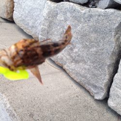 南芦屋浜　昼からの脈釣りも…うーん