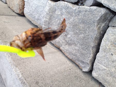 南芦屋浜　昼からの脈釣りも…うーん