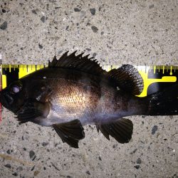 ご近所メバリング