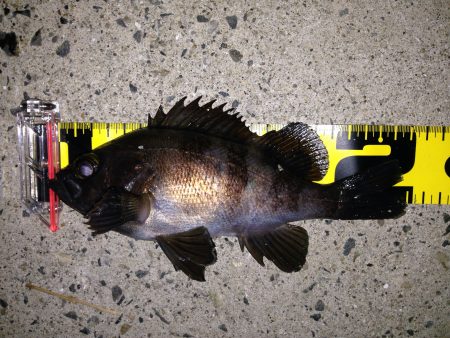 ご近所メバリング