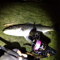 紀ノ川河口　シーバスの時合いは短時間‼︎