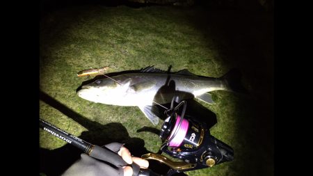 紀ノ川河口 シーバスの時合いは短時間‼︎